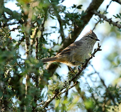 Tufted tit-spinetail